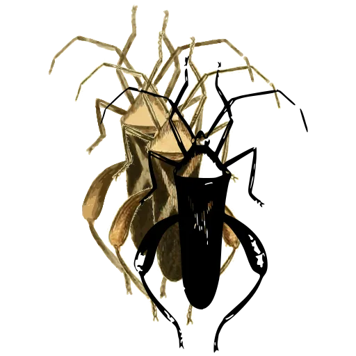 Assassin bug 01