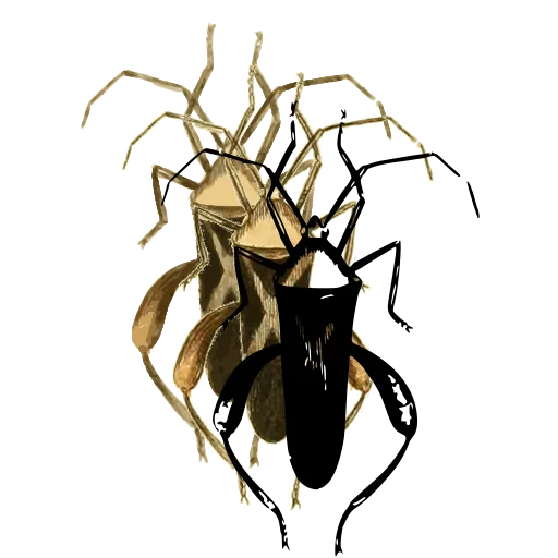 Assassin bug 01