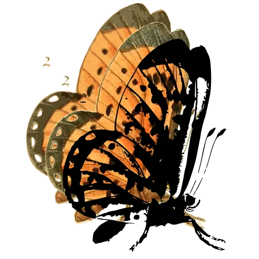 Mottled butterfly in side view 01