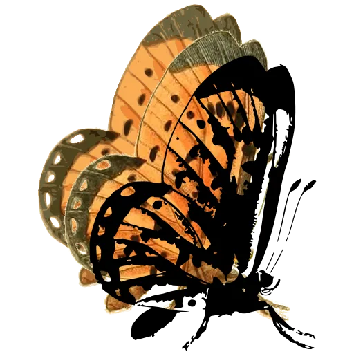 Mottled butterfly in side view 01