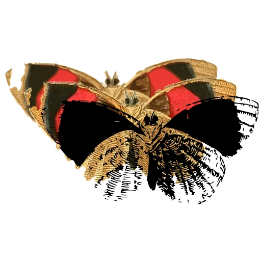 Hairy moth with spread wings