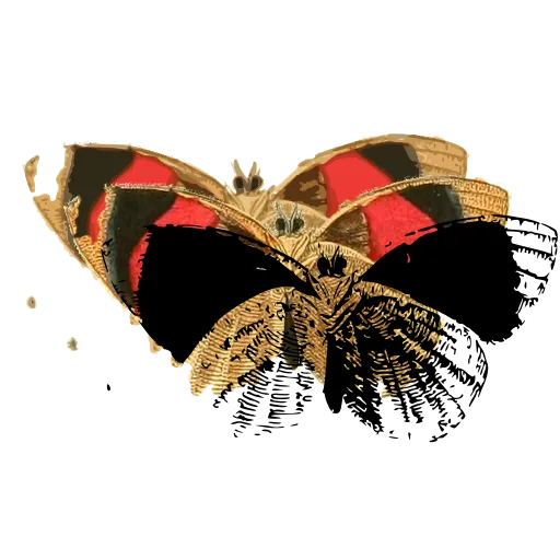 Hairy moth with spread wings