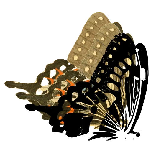 Swallowtail in side view 02