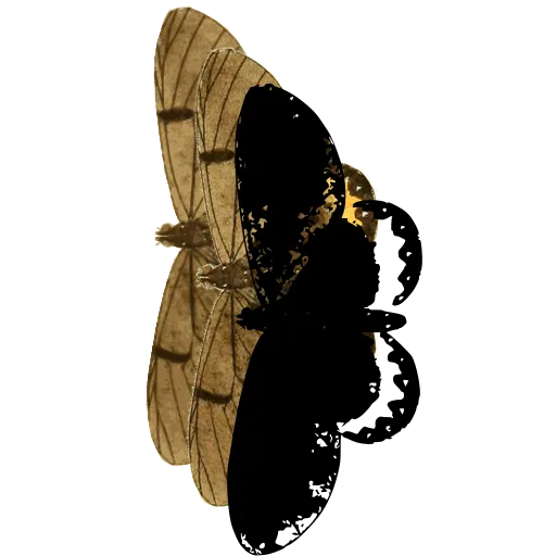 Spotted moth in side view 01