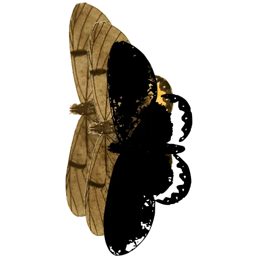 Spotted moth in side view 01