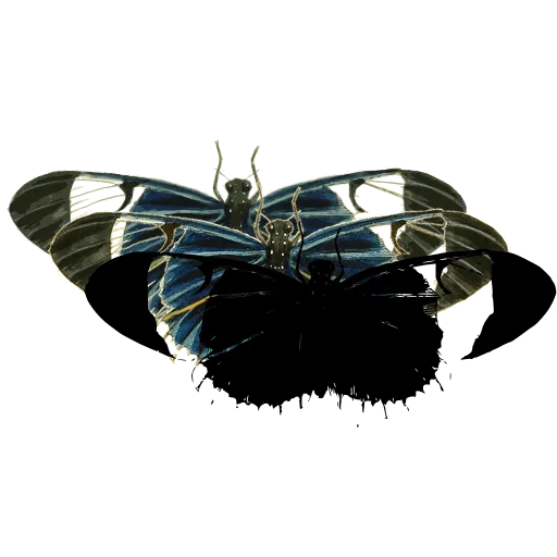 Dark moth with pale bands
