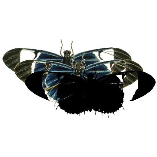 Dark moth with pale bands