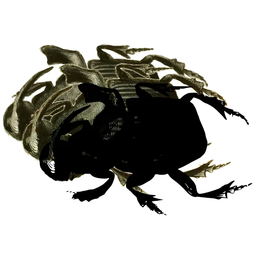 Rhinoceros beetle 01