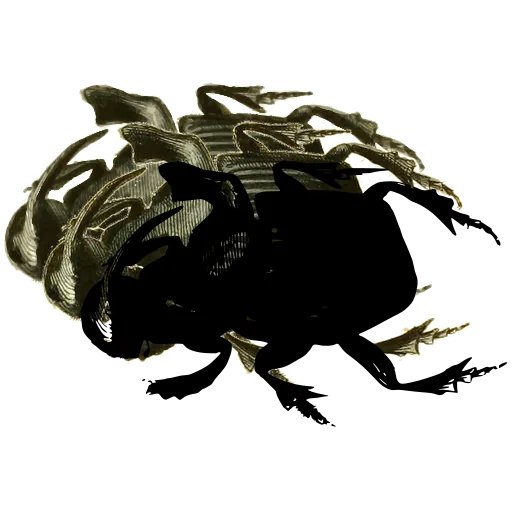 Rhinoceros beetle 01