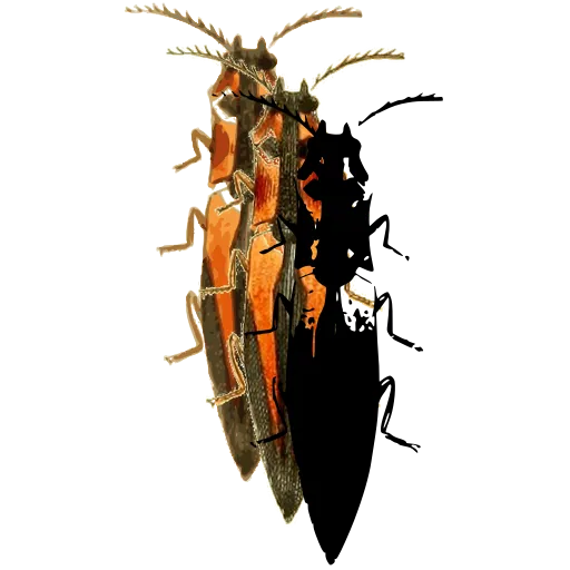 Click beetle 03