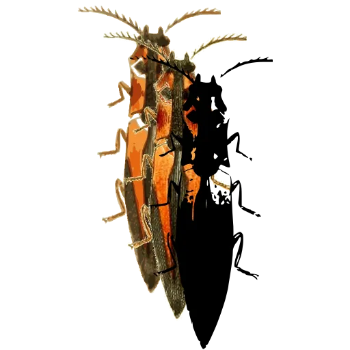 Click beetle 03