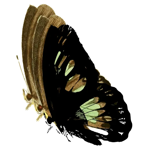 Butterfly in side view 03