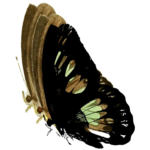 Butterfly in side view 03