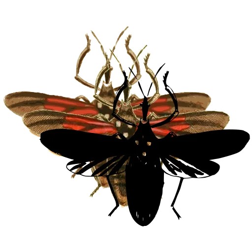 Net-winged beetle