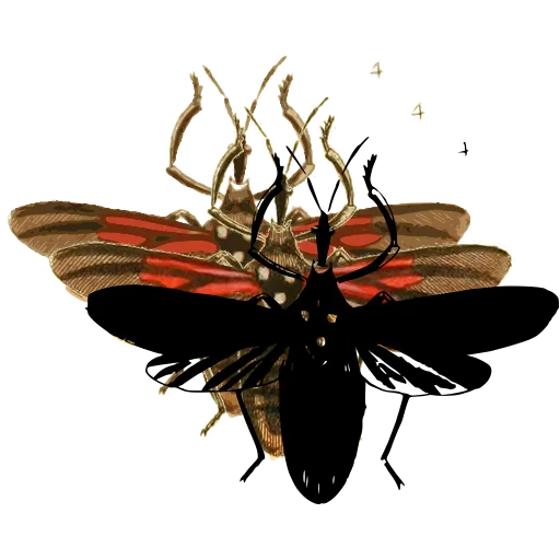 Net-winged beetle