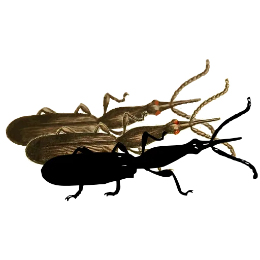 Weevil in side view 01