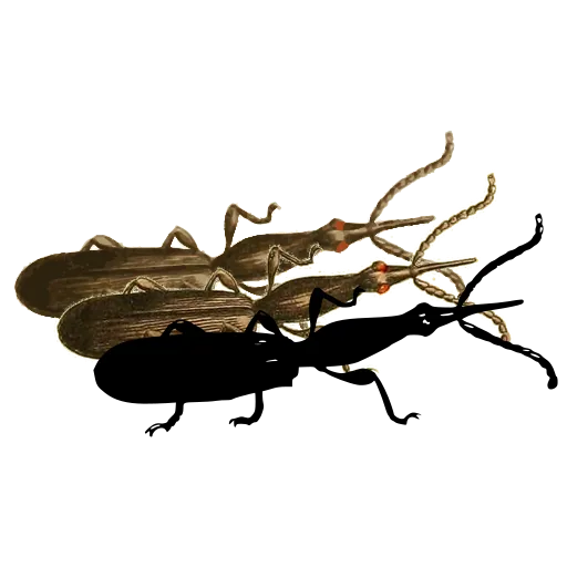 Weevil in side view 01