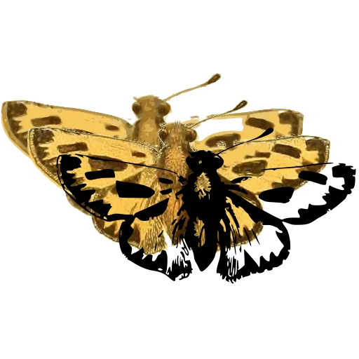 Spotted skipper butterfly 01