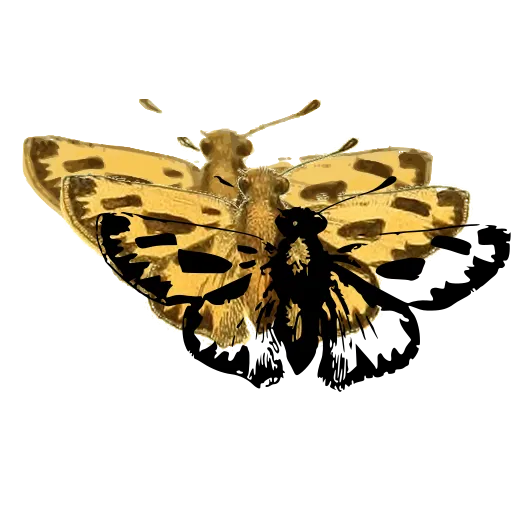 Spotted skipper butterfly 01
