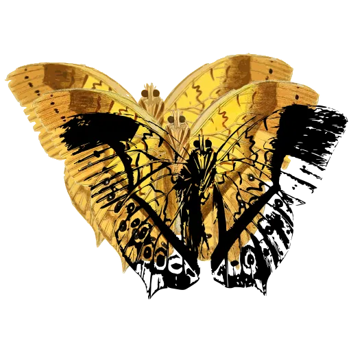 Veined butterfly 01