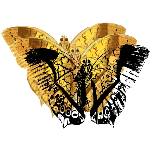 Veined butterfly 01