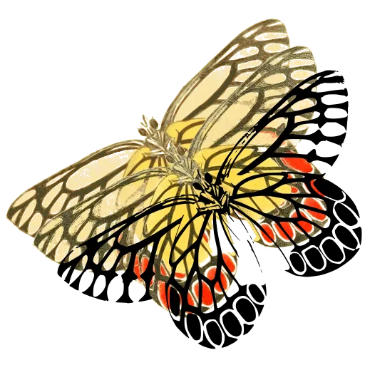 Patterned butterfly in side view 01