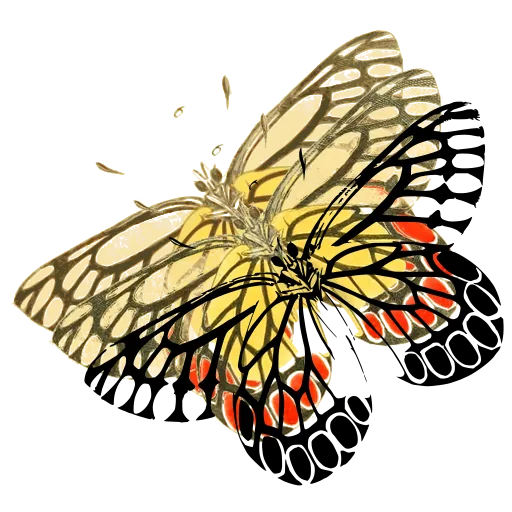 Patterned butterfly in side view 01