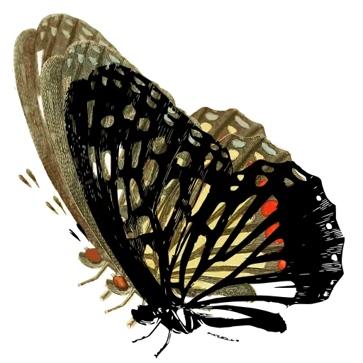 Veined butterfly in side view 01