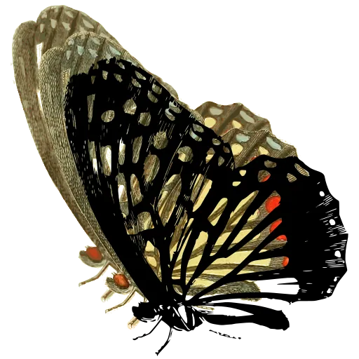 Veined butterfly in side view 01