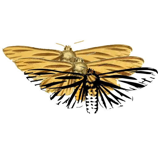 Striped-wing moth