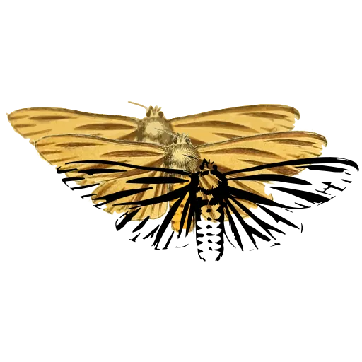 Striped-wing moth