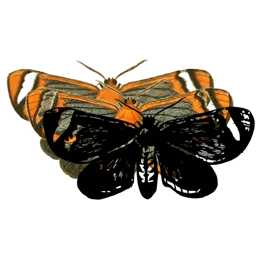 Banded moth 01