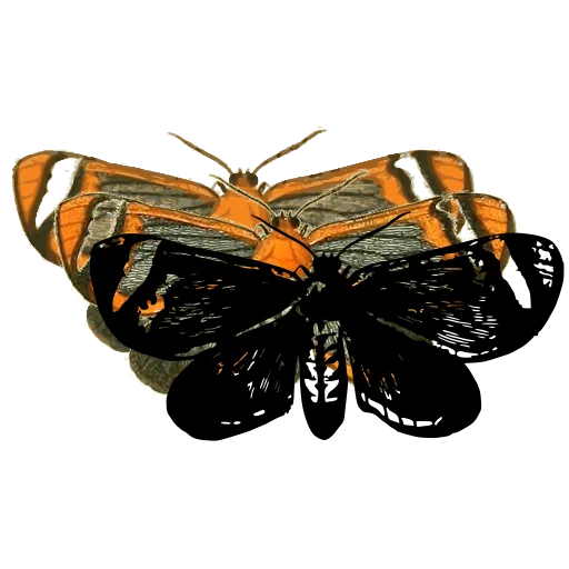 Banded moth 01