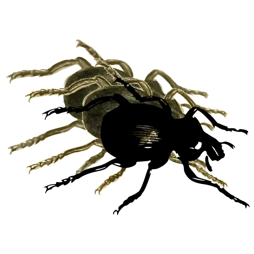 Ground beetle 01