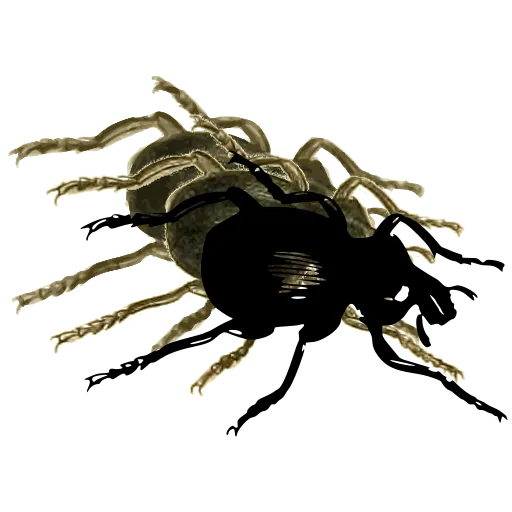Ground beetle 01