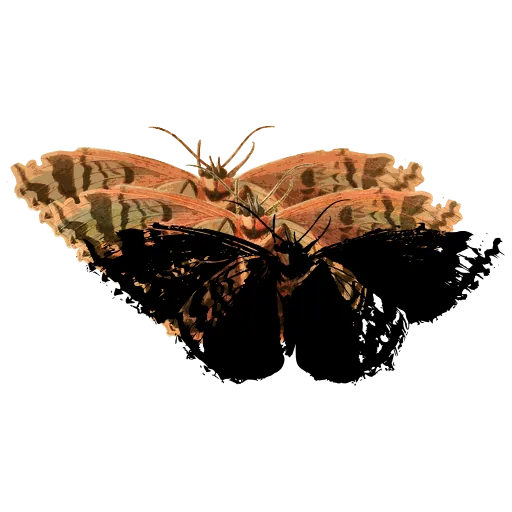 Dark hairstreak butterfly