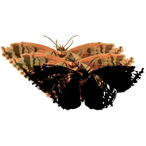 Dark hairstreak butterfly