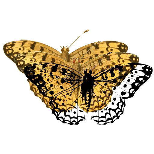 Fritillary butterfly