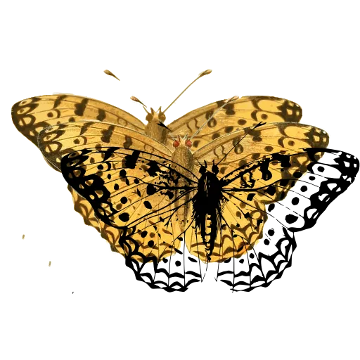 Fritillary butterfly
