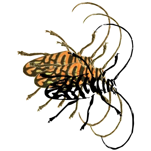 Long-horned beetle 02