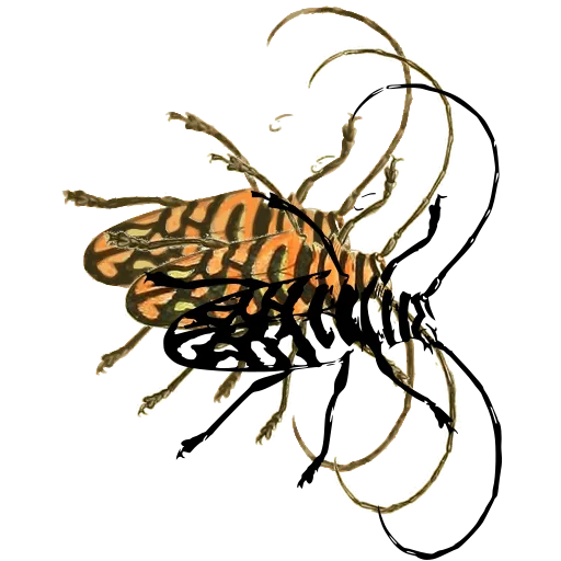 Long-horned beetle 02