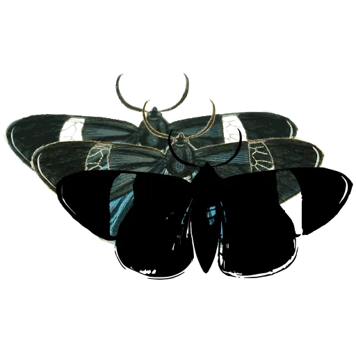 Two-banded butterfly