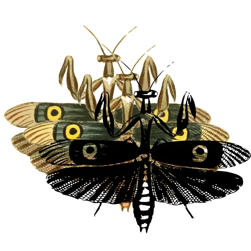 Praying mantis with spread wings