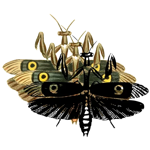 Praying mantis with spread wings