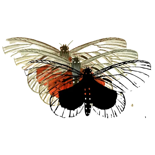 Lace-winged moth