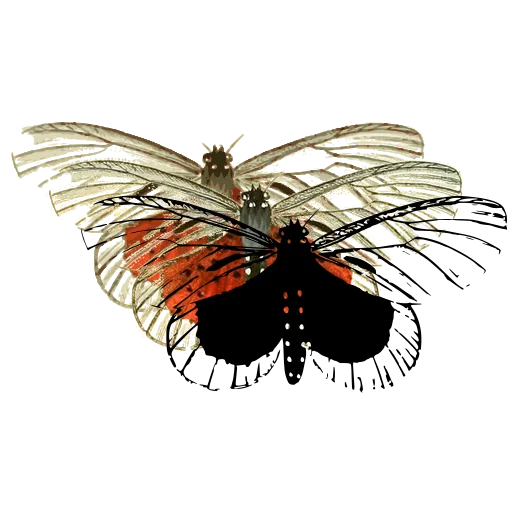Lace-winged moth