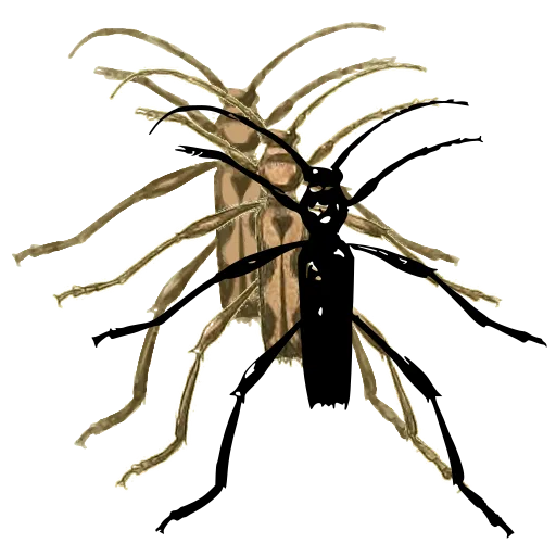Assassin bug 02