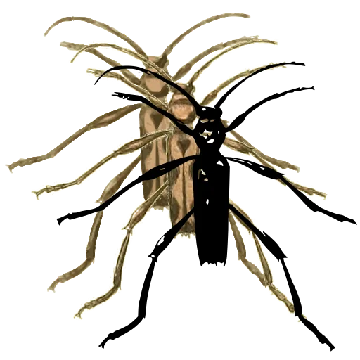 Assassin bug 02