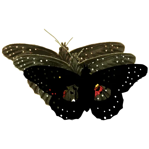 Eyed butterfly 01