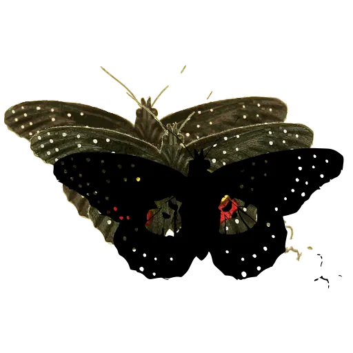 Eyed butterfly 01